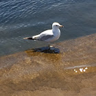 Ring-billed gull