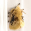 Black-waved flannel moth