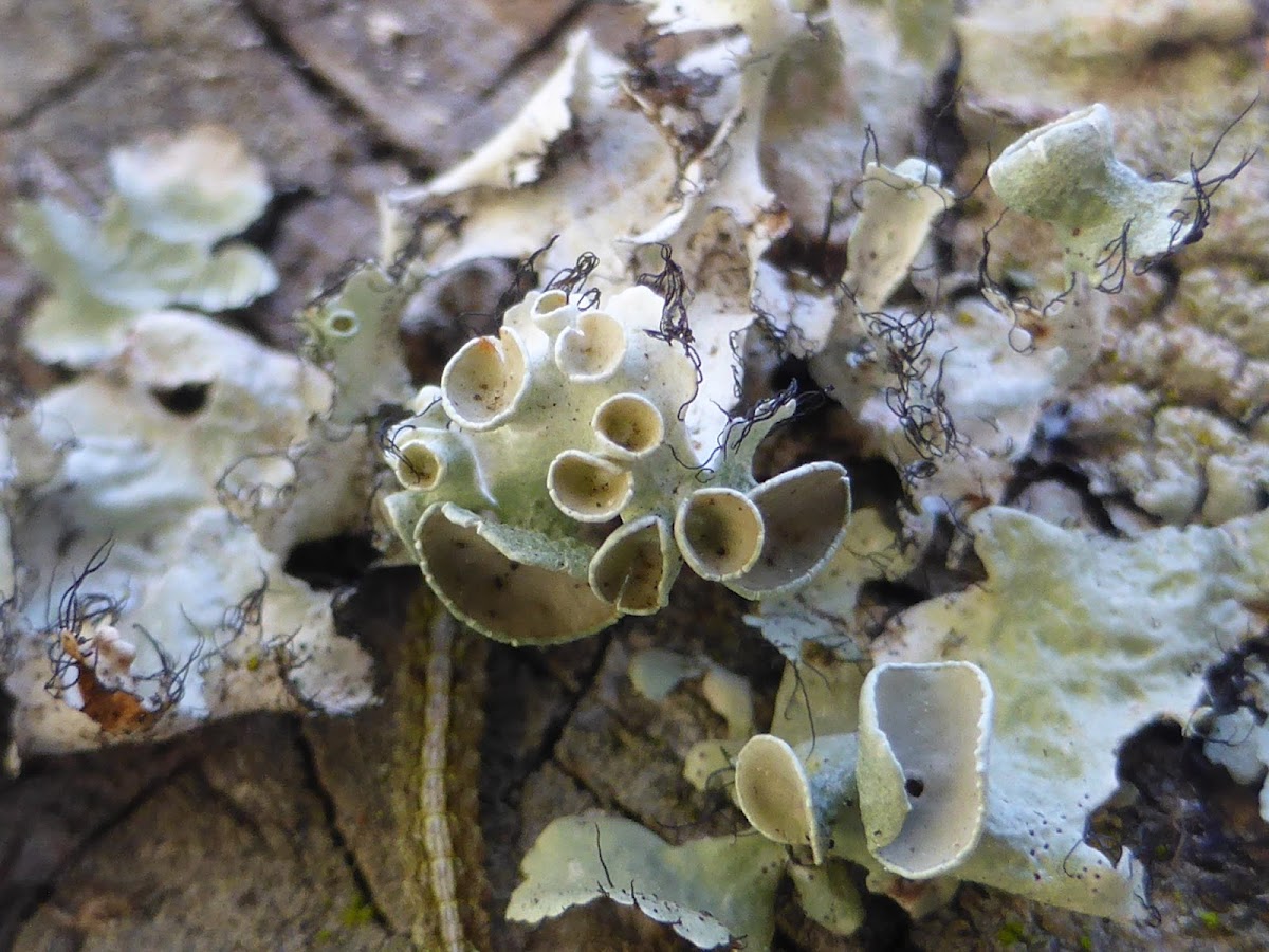 Perforated Parmotrema Lichen