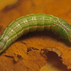 Angulose Prominent Moth? (larva)