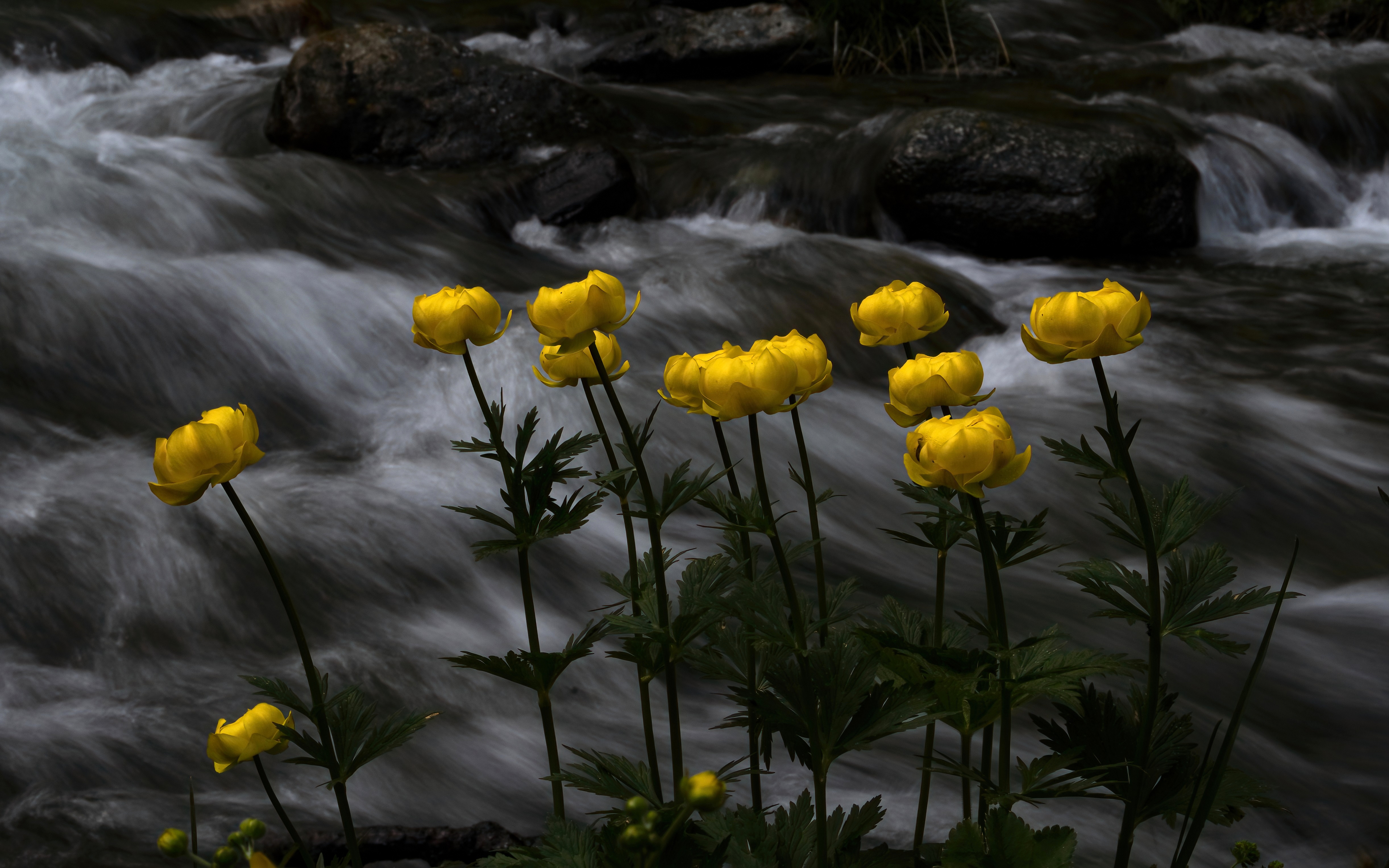 Botton d'oro di gigidueelle