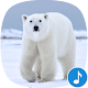 Download Appp.io - Polar Bear sounds For PC Windows and Mac 1.0.2