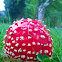 fly agaric