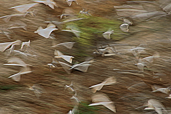 volo di colombe di amaranto21