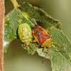 Birch Shield Bug