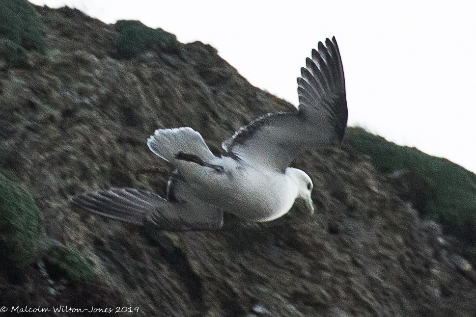 Fulmar