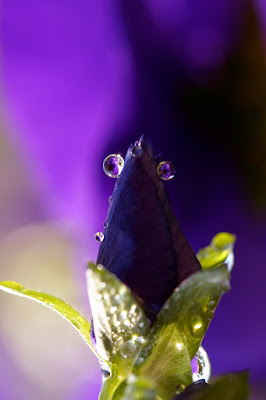 Atmosfera in viola di shiro