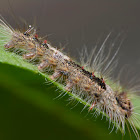 Caterpillar