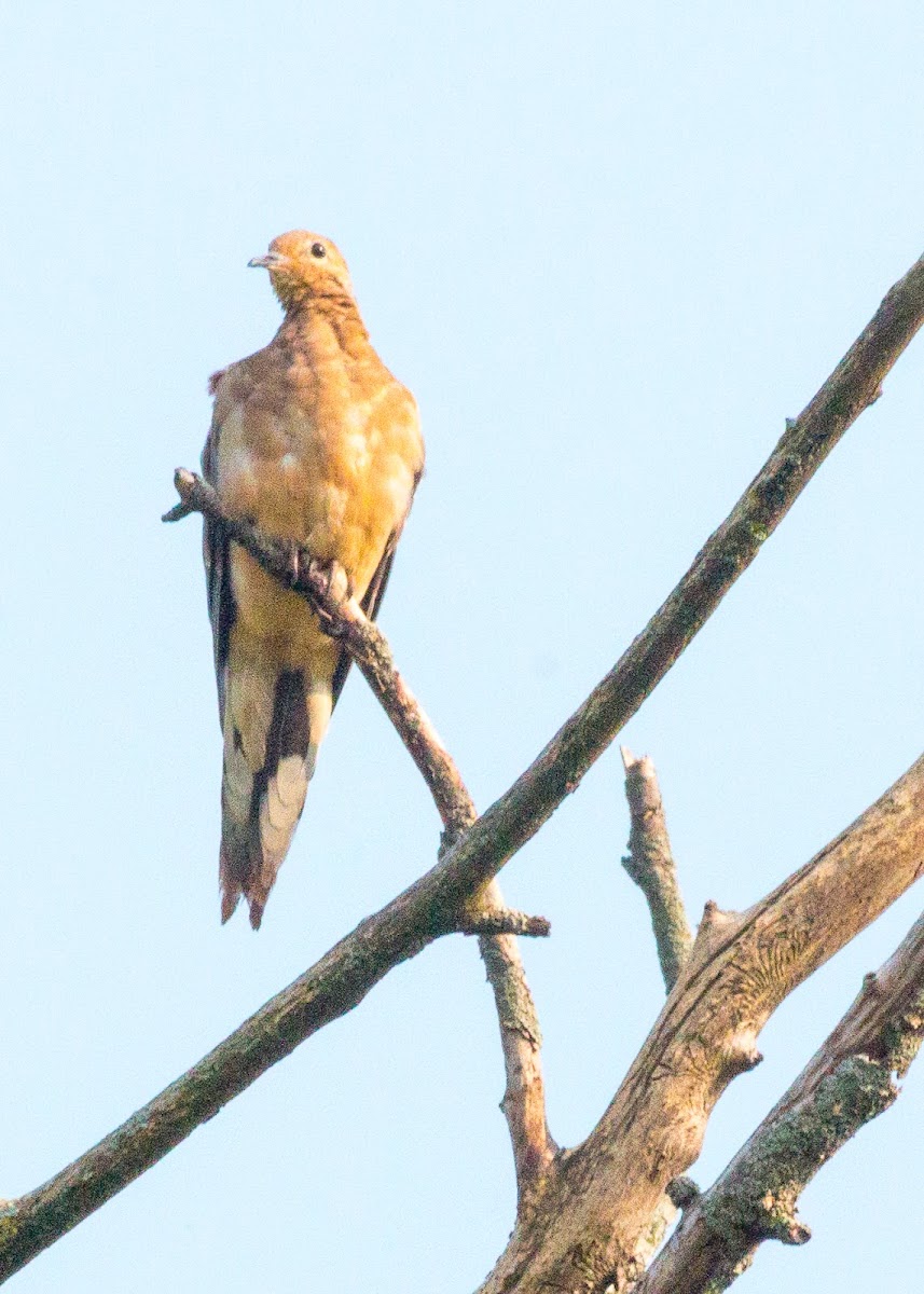 American Mourning Dove, rain dove, turtle dove