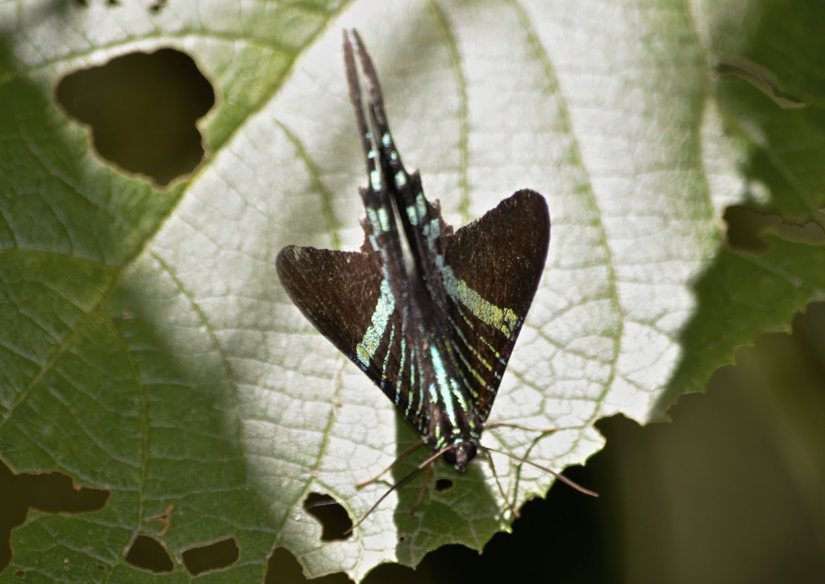 Urania Swallowtail Moth