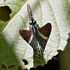 Urania Swallowtail Moth