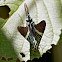 Urania Swallowtail Moth