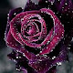 Purple Rose Wallpaper HD Custom New Tab