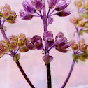 Holy basil (sepals)