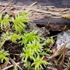 unidentified moss