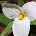 Great White Trillium