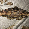 Lunate Zale Moth