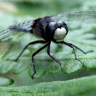 Belted Whiteface