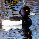 Tufted Duck; Porrón Moñudo