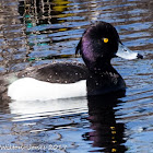 Tufted Duck; Porrón Moñudo