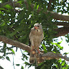 Lizard Buzzard