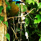 Blue-crowned Motmot