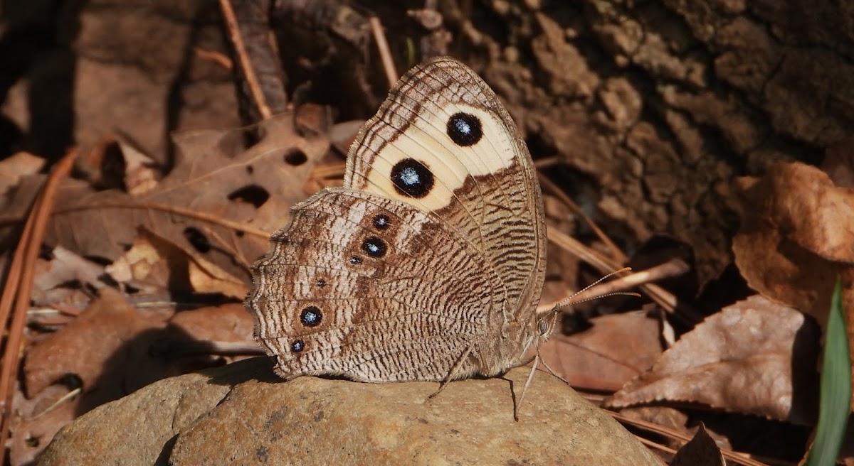 Common wood-nymph