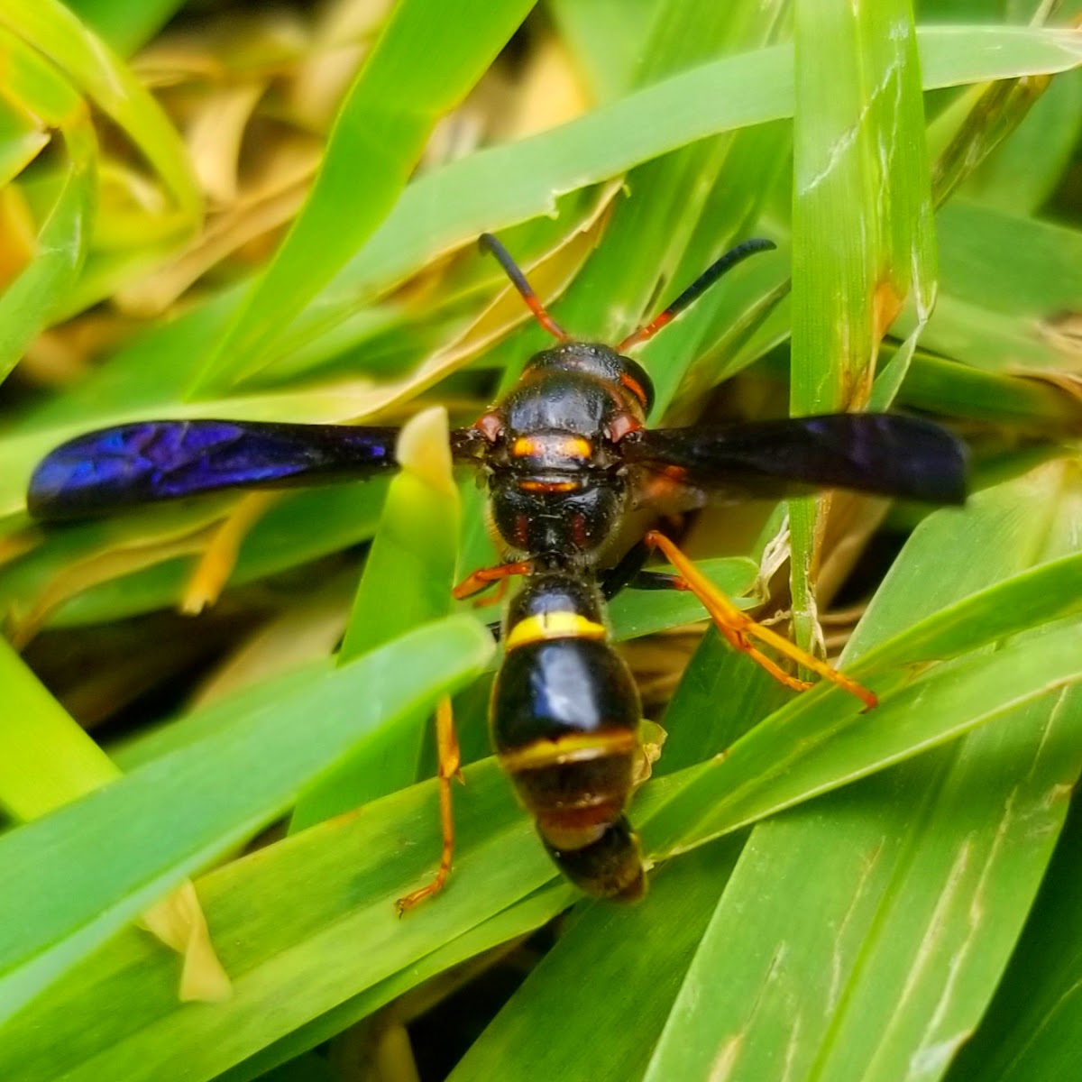 Toltec Potter Wasp