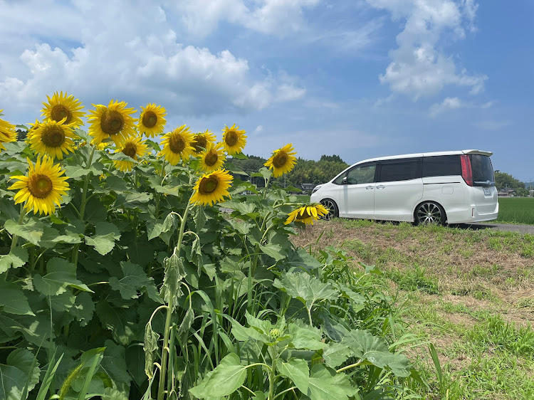 エスクァイアのひまわり畑🌻・久しぶりの2連休・宅飲み男・夏だね🌞・明日も、家族サービスに関するカスタム事例の投稿画像1枚目