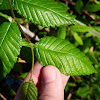 American Elm