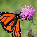 Monarch Butterfly (Male)