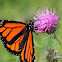 Monarch Butterfly (Male)