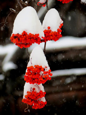 Cappucci di neve di pizzicastelle