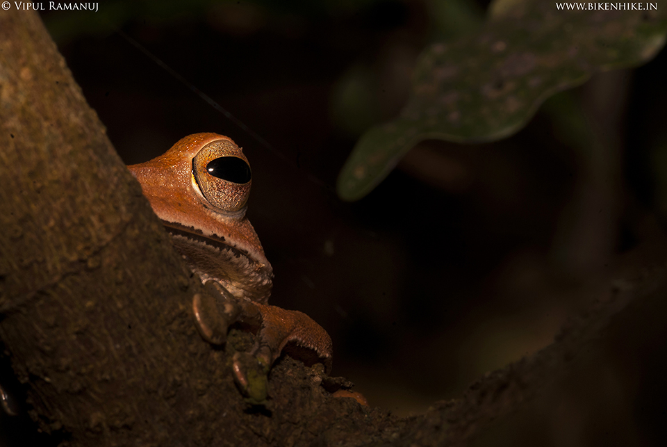 Western Tree Frog