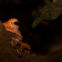 Western Tree Frog