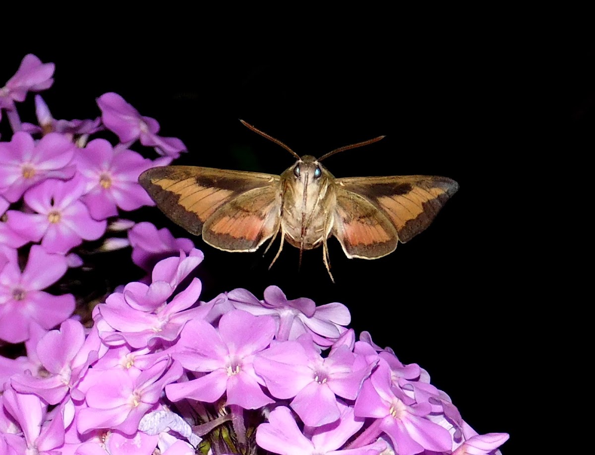 Bedstraw Hawkmoth