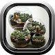 Download 100+ Succulent mini gardens For PC Windows and Mac 1.1