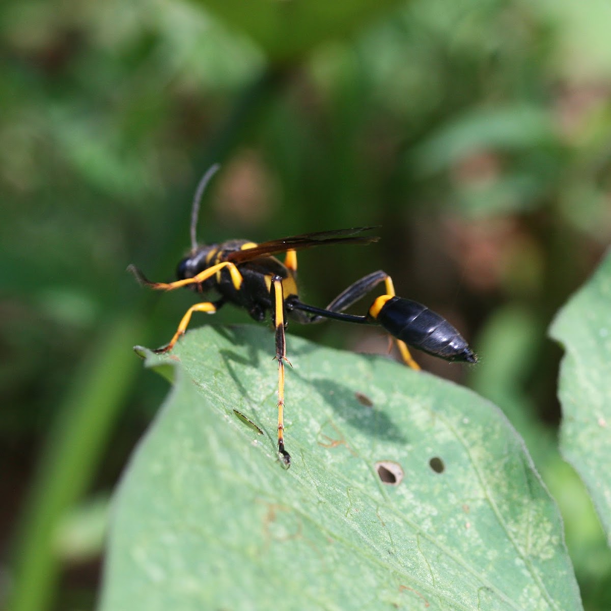 Black & Yellow Mud Dauber