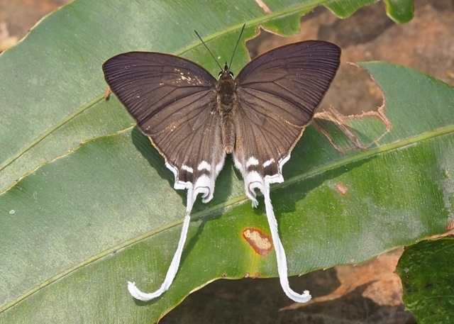 Common Imperial