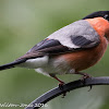 Bullfinch