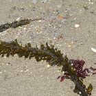 Sea weed