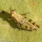 Common Maquis Grasshopper