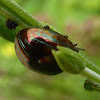 Rosemary Beetle