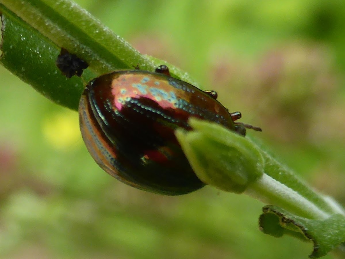 Rosemary Beetle