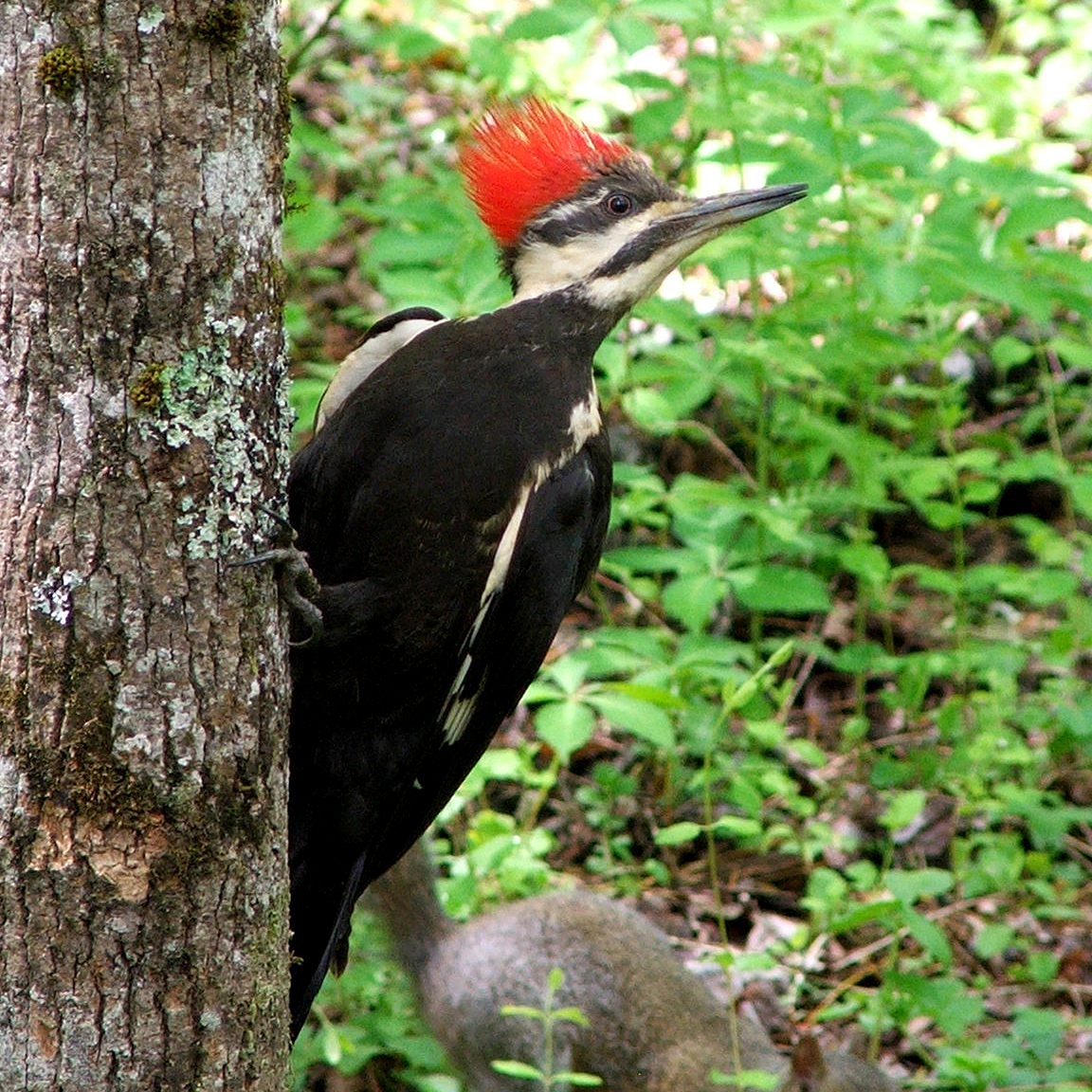 Pileated woodpecker