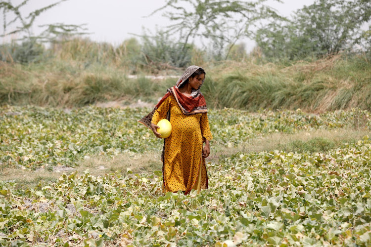 Heavily regnant Sonari collects muskmelons during a heatwave, at a farm on the outskirts of Jacobabad, Pakistan, in this photo taken on May 17 2022. Picture: REUTERS/AKHTAR SOOMRO