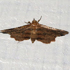 Picture Wing Moth