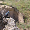 Blue Rock Thrush