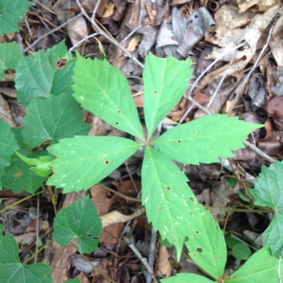 Virginia Creeper