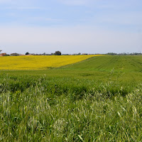 Verde e Giallo.... di 